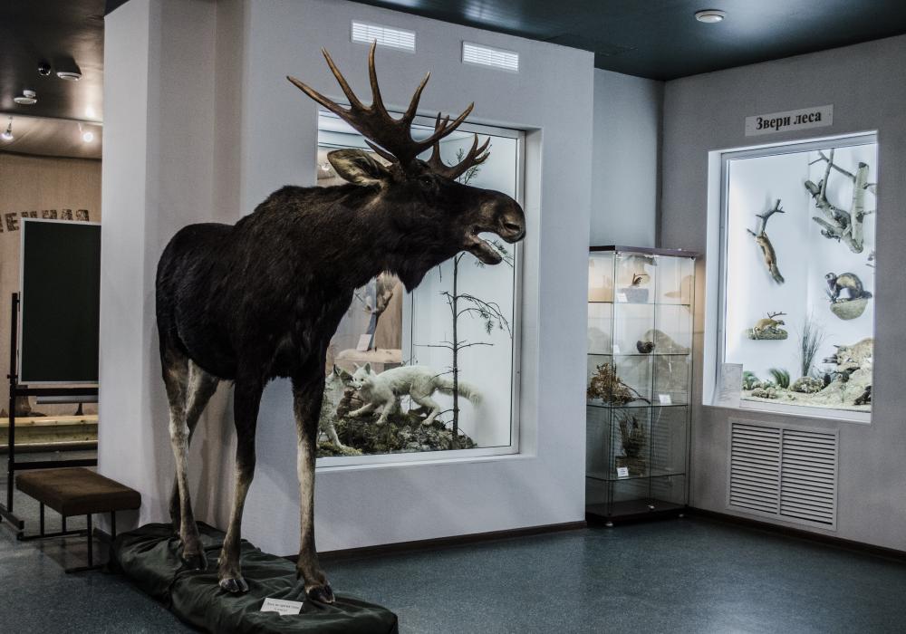 Музей природы Костромской области  - Музеи и галереи города Костромы