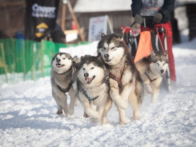 Гонка на собачьих упряжках Северная Надежда 2019 - Мероприятия в Костроме и области - Афиша Кострома