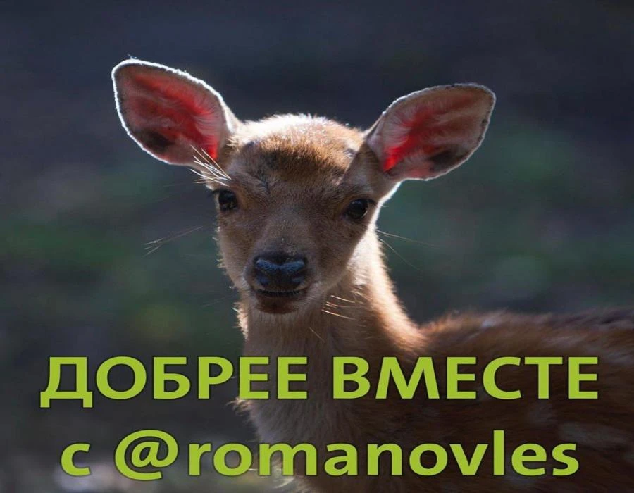 Участвуйте в добром деле, приобретая сертификат на проживание в экоотеле «Романов лес» на любую сумму