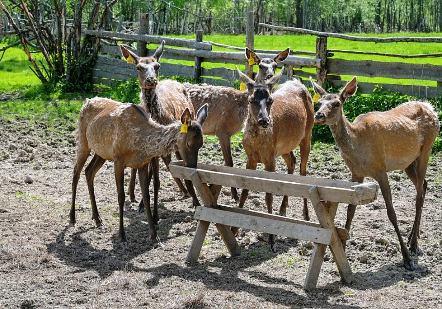 Костромской мараловодческий комплекс - Активный отдых в Костроме