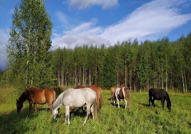 Конный клуб Royal Horse
