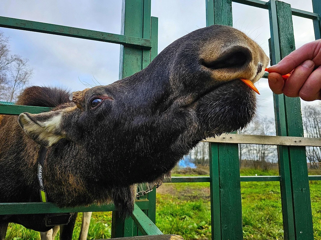 Маленькие копыта, большие сердца